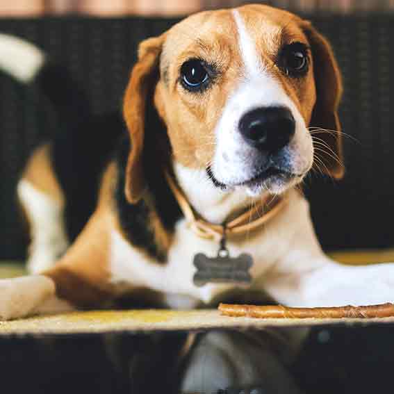 private dog training beagle